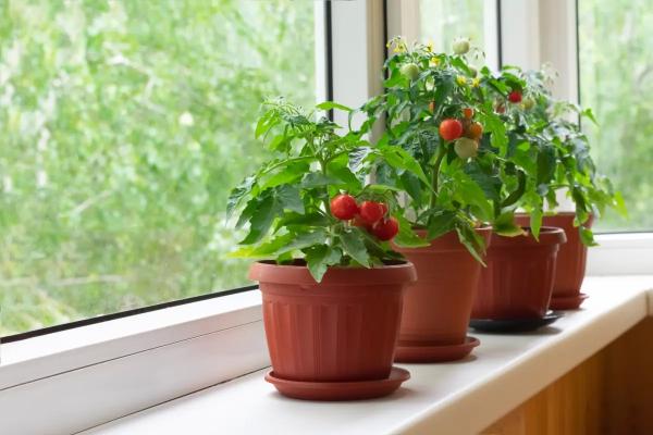 Как выращивать на подоконнике томаты, перец и разнообразную зелень даже зимой. Огород на подоконнике или балконе