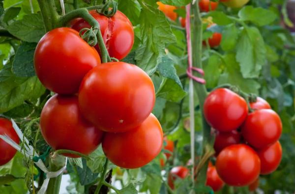 Как защитить томаты от фитофторы: не пускать соседей и проветривать! Профилактика фитофторы в теплице