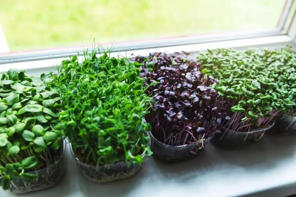 Что можно вырастить в качестве микрозелени? Как вырастить микрозелень? Выбираем семена